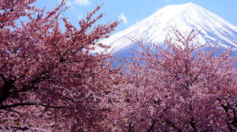 Ciliegi in fiore in Giappone ❒ Skyways Viaggi